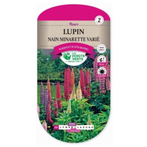 Graines - Lupin nain minarette varié - 3 gr - Les Doigts Verts