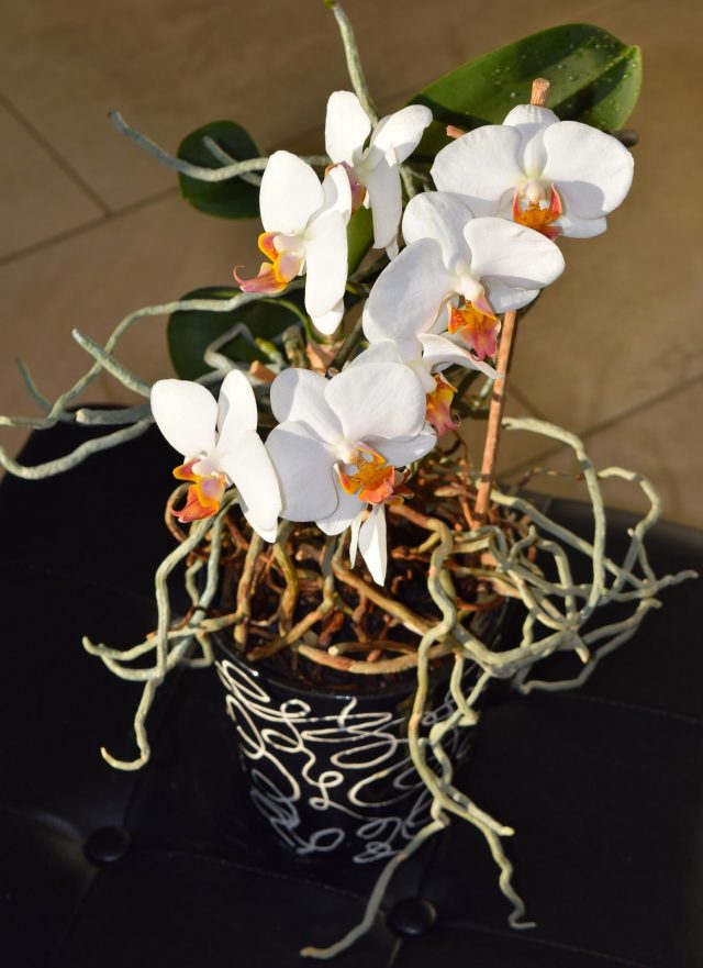Comment entretenir une orchidée phalaenopsis ? Estragon.be