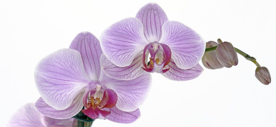 Orchidée Phalaenopsis ou Orchidée papillon : fleur, entretien, culture