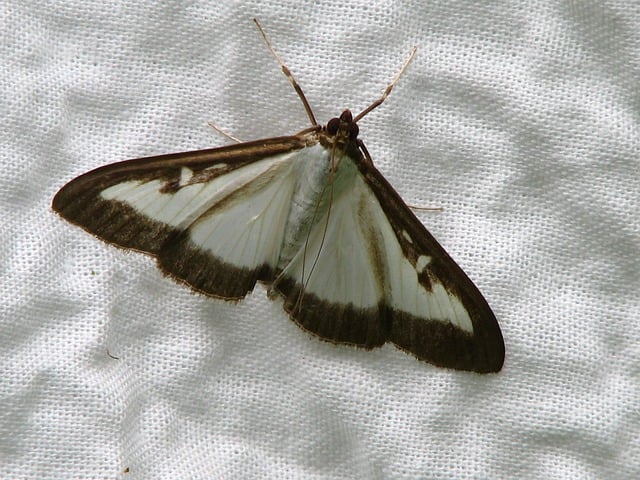 papillon-pyrale-du-buis