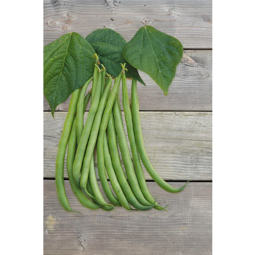 Semences bio - 81212-haricot-nain-pongo-filet-mangetout-P - Ferme de Sainte Marthe