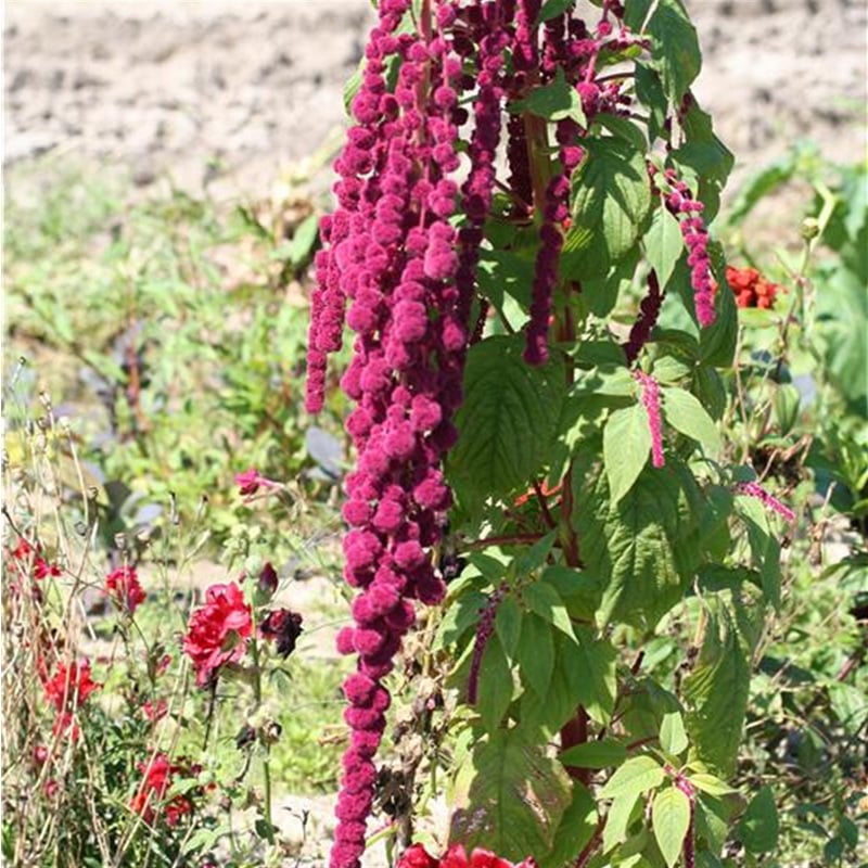 fleur-amarante-rouge