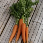 carotte-nantaise-amelioree