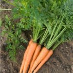 carotte-potagere-rothild