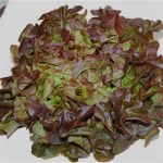 laitue-a-couper-red-salad-bowl