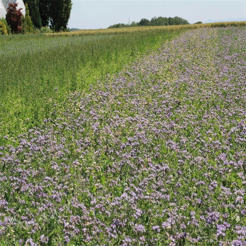 semences-bio-melange-ameliorant-annuel-p-ferme-de-sainte-marthe