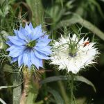 fleur-nigelle-de-damas