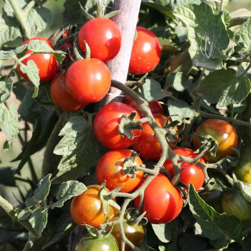 tomate-cerise
