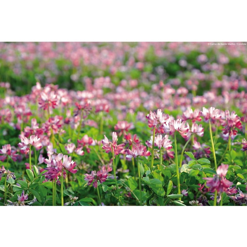 fleur-trefle-incarnat
