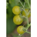 Semences bio – 80446-tomate-green-doctor-s-frosted-P – Ferme de Sainte Marthe