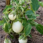 semences-bio-aubergine-blanche-ronde-a-oeuf-p-ferme-de-sainte-marthe