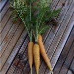 semences-bio-carotte-jaune-du-doubs-p-ferme-de-sainte-marthe