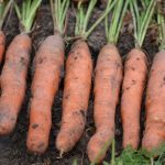 semences-bio-carotte-touchon-p-ferme-de-sainte-marthe