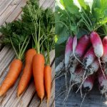 semences-bio-carottes-et-radis-en-melange-p-ferme-de-sainte-marthe