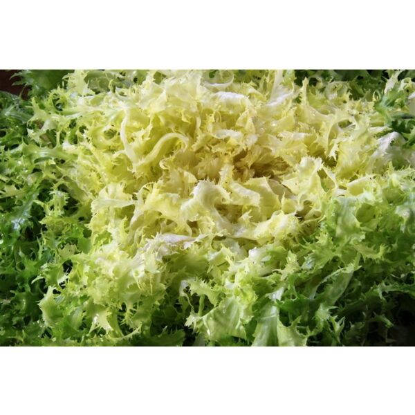 Graines Bio De Chicorée Scarole à Cœur Plein - Lot De 250 Graines - Certifié AB - Pour Jardin Potager