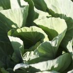 semences-bio-chou-cabus-coeur-de-boeuf-des-vertus-p-ferme-de-sainte-marthe