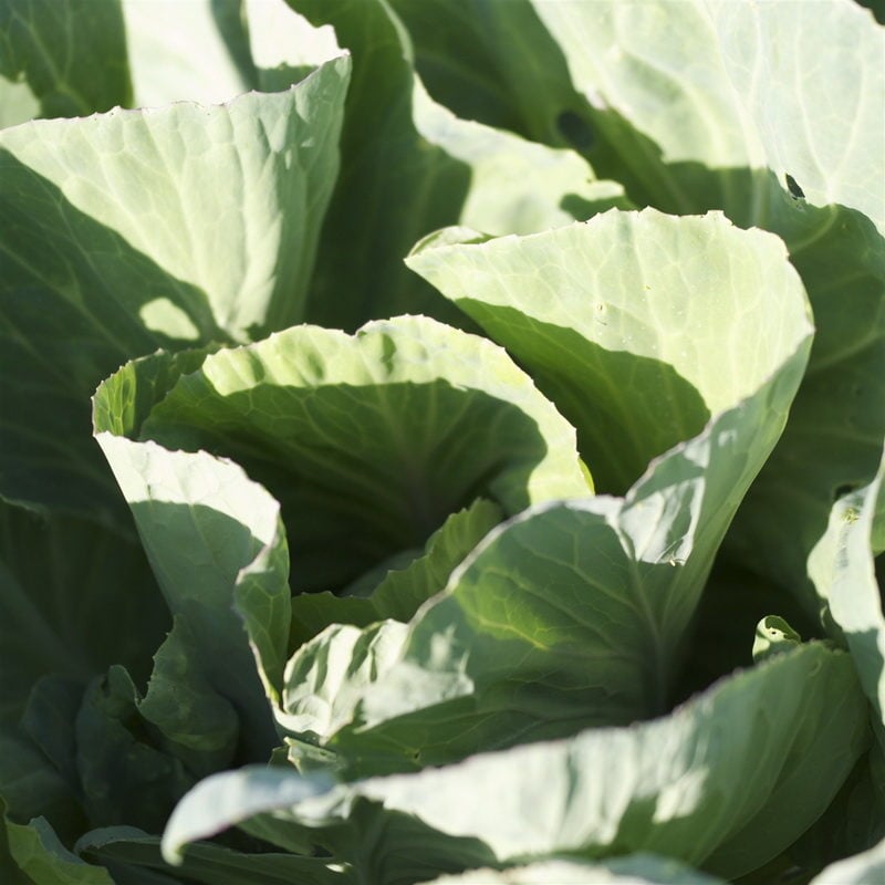 semences-bio-chou-cabus-coeur-de-boeuf-des-vertus-p-ferme-de-sainte-marthe