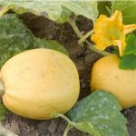 semences-bio-courgette-melonnette-jaspee-de-vendee-p-ferme-de-sainte-marthe