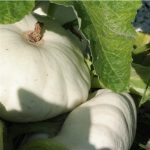 semences-bio-courgette-patisson-blanc-p-ferme-de-sainte-marthe