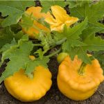 semences-bio-courgette-patisson-orange-p-ferme-de-sainte-marthe
