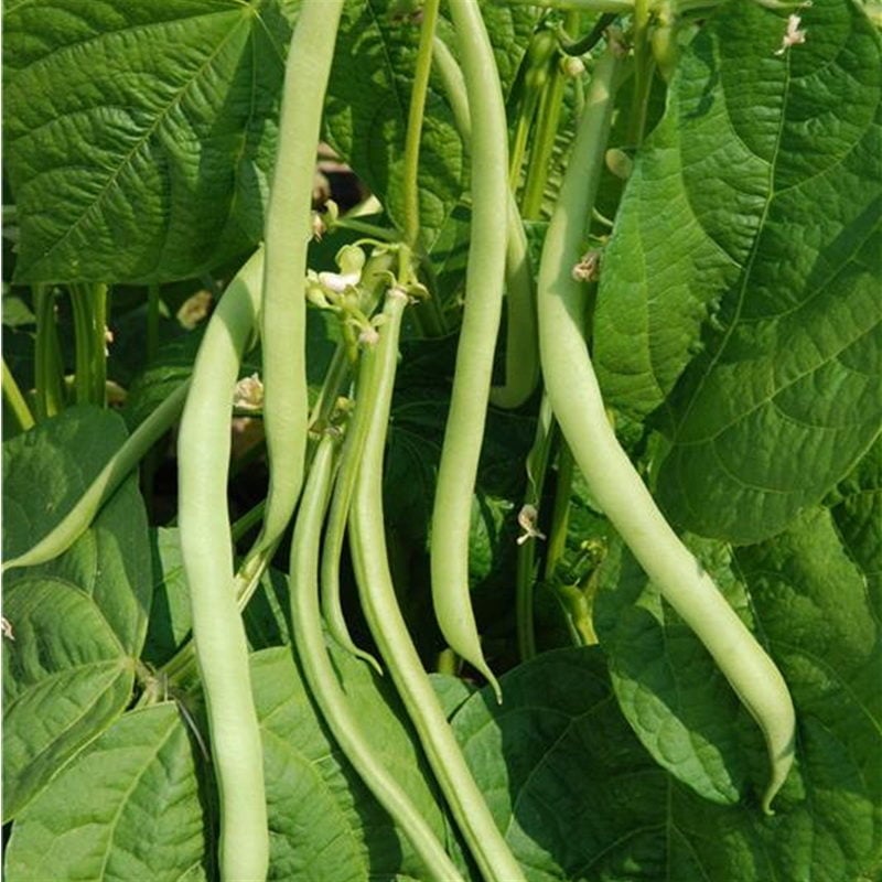 semences-bio-haricot-maxi-nain-filet-mangetout-p-ferme-de-sainte-marthe