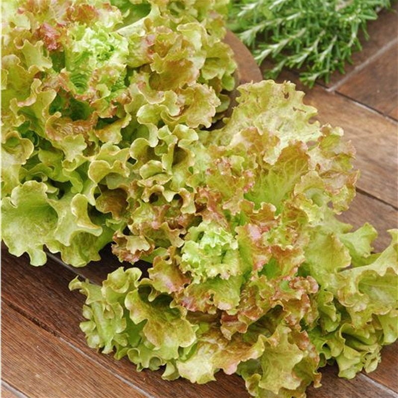 semences-bio-laitue-pommee-saint-antoine-p-ferme-de-sainte-marthe