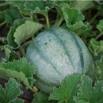 semences-bio-melon-ancien-vieille-france-p-ferme-de-sainte-marthe