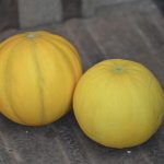 semences-bio-melon-boule-d-or-p-ferme-de-sainte-marthe
