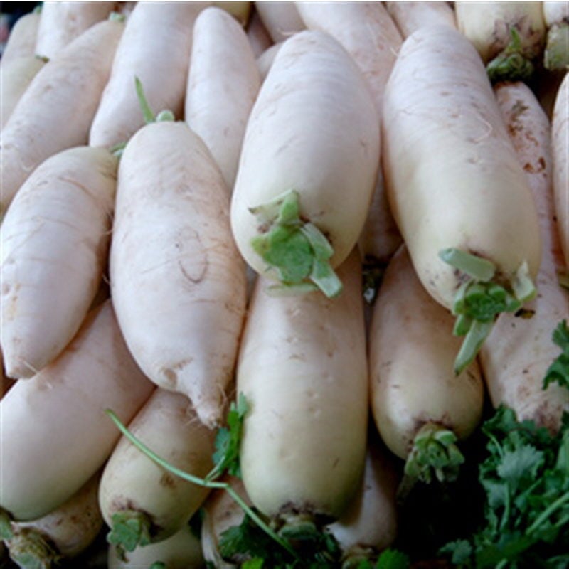 semences-bio-navet-marteau-p-ferme-de-sainte-marthe