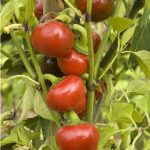 piment-red-cherry-small