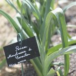 semences-bio-poireau-de-carentan-2-p-ferme-de-sainte-marthe