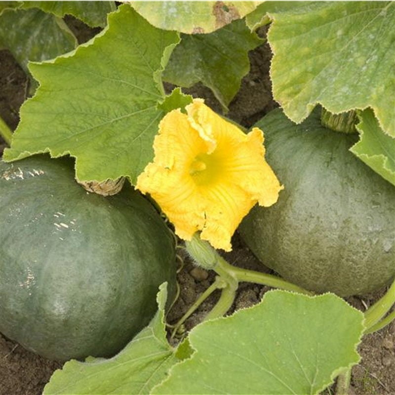 semences-bio-potiron-doux-vert-d-hokkaido-p-ferme-de-sainte-marthe