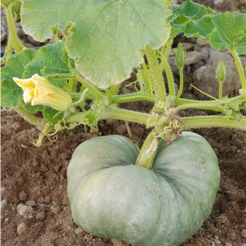 semences-bio-potiron-tristar-triamble-p-ferme-de-sainte-marthe