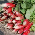 semences-bio-radis-flamboyant-2-race-patricia-p-ferme-de-sainte-marthe