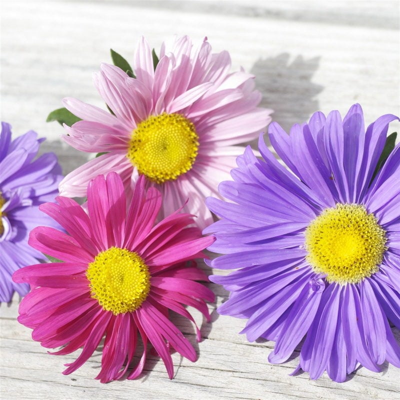 reine-marguerite-a-fleurs-simples