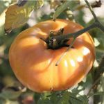 semences-bio-tomate-ananas-p-ferme-de-sainte-marthe