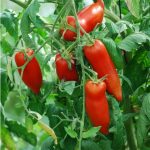 semences-bio-tomate-andine-cornue-p-ferme-de-sainte-marthe