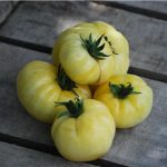 semences-bio-tomate-beaute-blanche-p-ferme-de-sainte-marthe