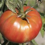 semences-bio-tomate-beefsteak-p-ferme-de-sainte-marthe