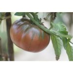 semences-bio-tomate-black-from-tula-p-ferme-de-sainte-marthe