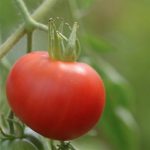 semences-bio-tomate-bloody-butcher-p-ferme-de-sainte-marthe