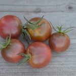 semences-bio-tomate-brown-berry-p-ferme-de-sainte-marthe