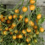 semences-bio-tomate-cocktail-clementine-p-ferme-de-sainte-marthe
