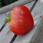 semences-bio-tomate-coeur-p-ferme-de-sainte-marthe