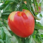 semences-bio-tomate-cuor-di-bue-p-ferme-de-sainte-marthe