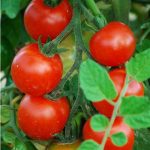 semences-bio-tomate-gardener-s-delight-p-ferme-de-sainte-marthe