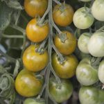 semences-bio-tomate-green-grappe-p-ferme-de-sainte-marthe