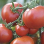 semences-bio-tomate-moneymaker-p-ferme-de-sainte-marthe