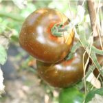 semences-bio-tomate-noire-russe-p-ferme-de-sainte-marthe