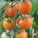 semences-bio-tomate-orange-bourgoin-p-ferme-de-sainte-marthe